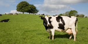 SỮA TƯƠI NHẬP KHẨU TRỰC TIẾP TỪ ÚC