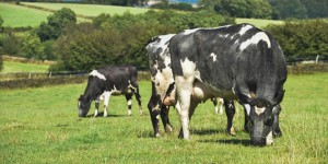 Thức uống thơm ngon dành cho mọi người